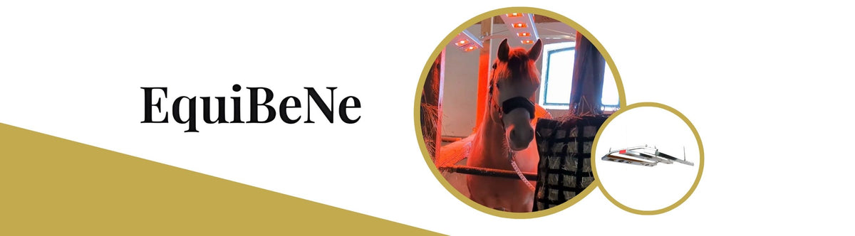 EquiBeNe Banner