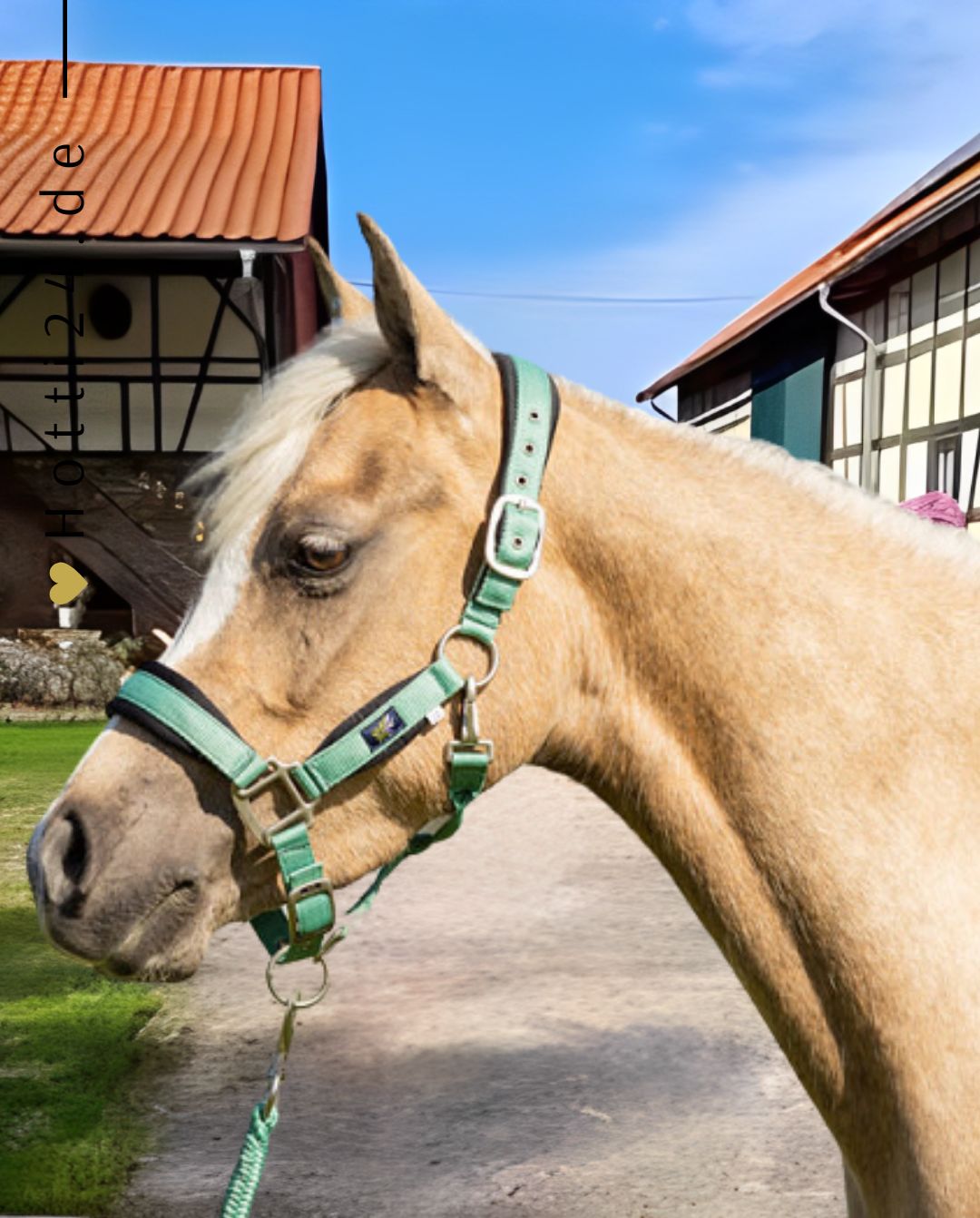 br-halfter-mit-anbindestrick-232332-g112-tuerkis-kaufen-www.hotti24.de