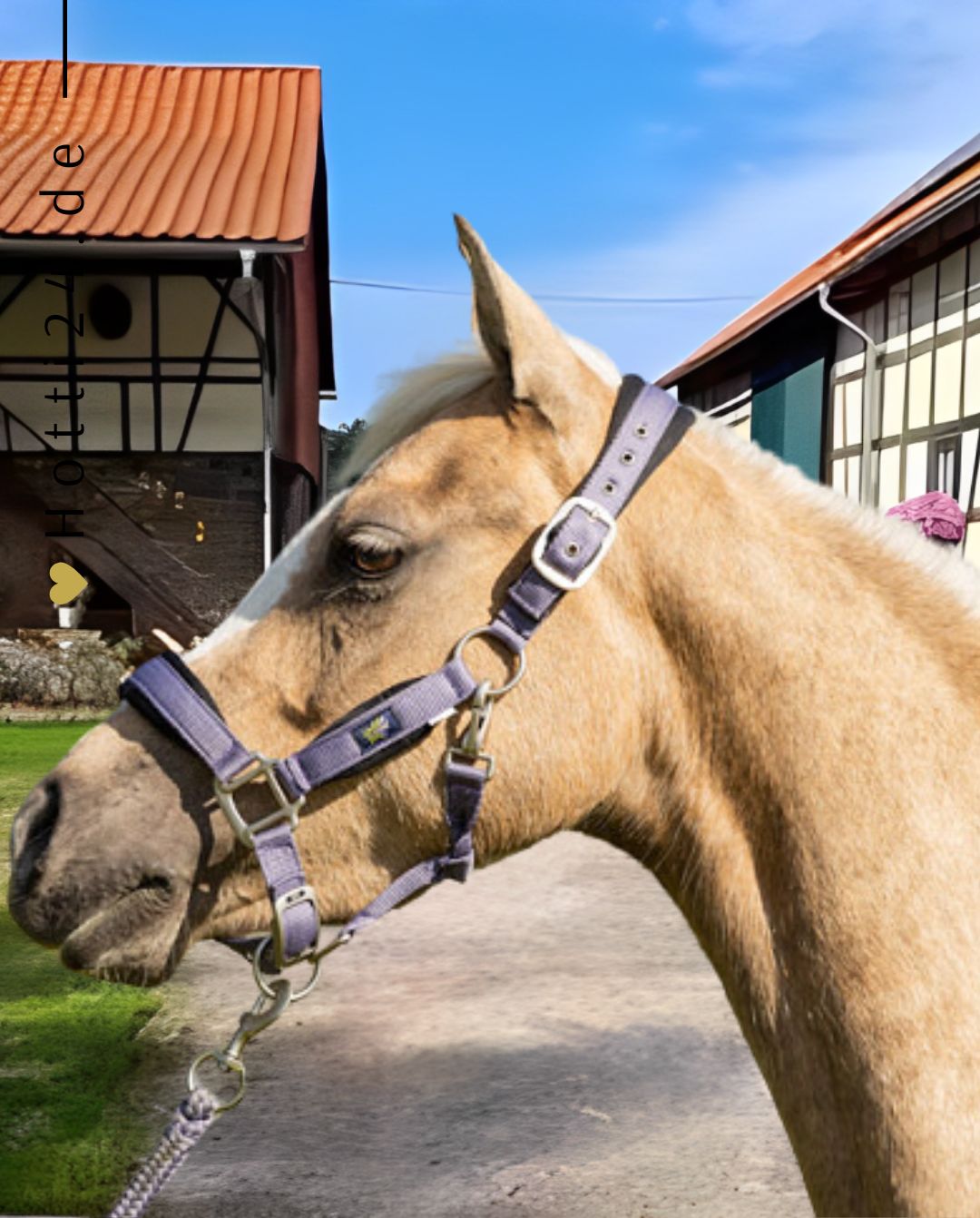 br-halfter-mit-anbindestrick-232332-p119-lila-kaufen-www.hotti24.de