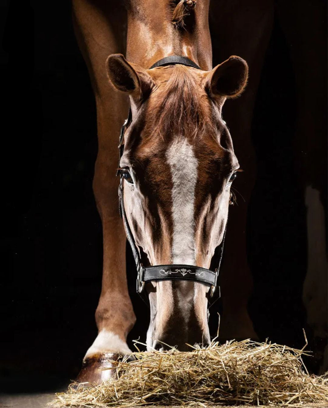 Equiline "Halfter Timmy Brown