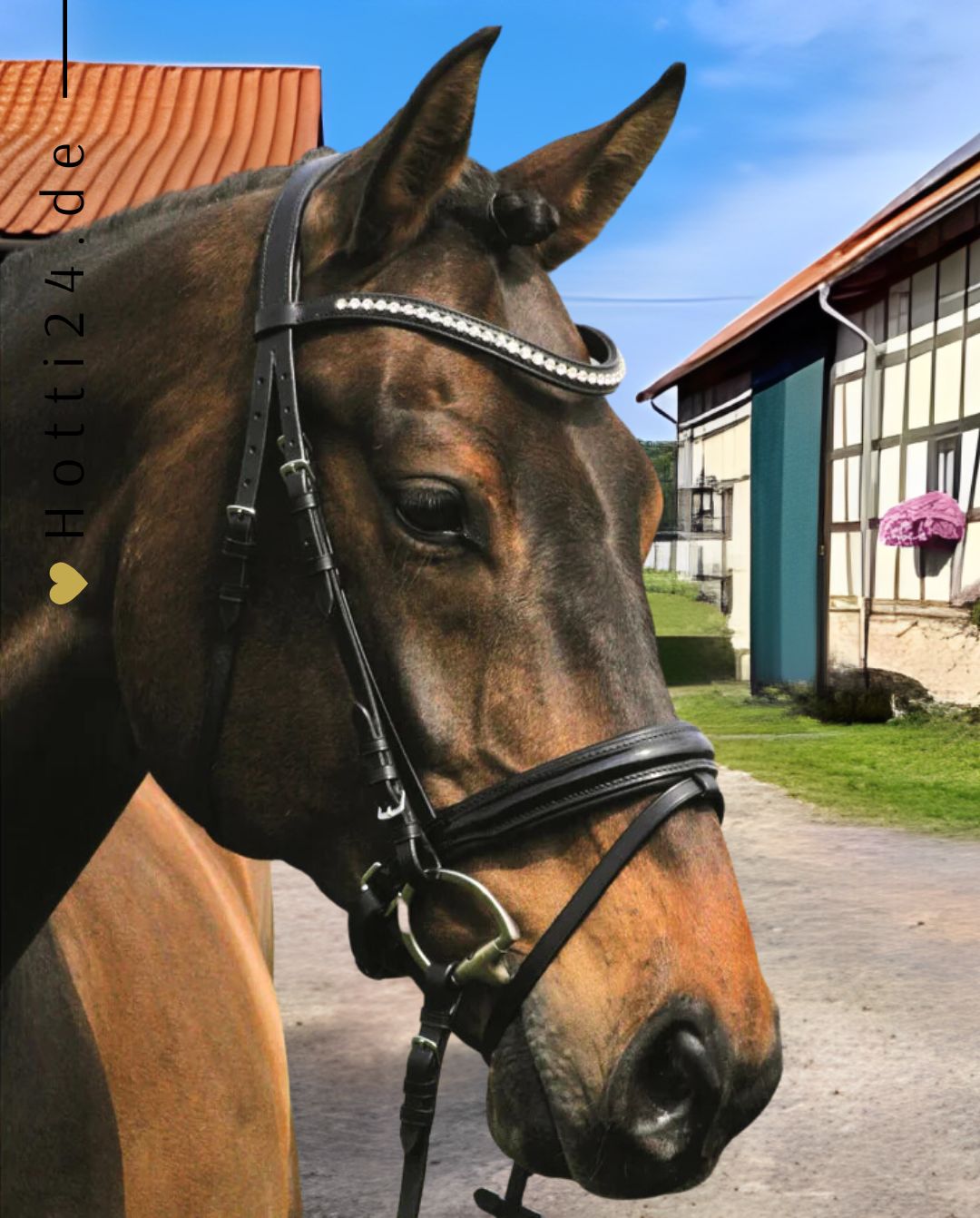 Hans Melzer »Trense Hagen schwedisch kombiniert Black