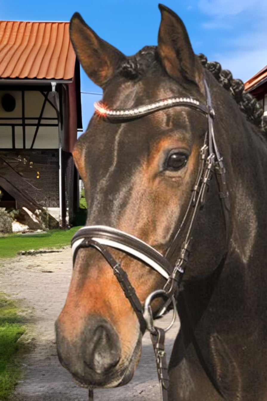 Hans Melzer "Kentucky Snaffle Bridle including Reins Brown