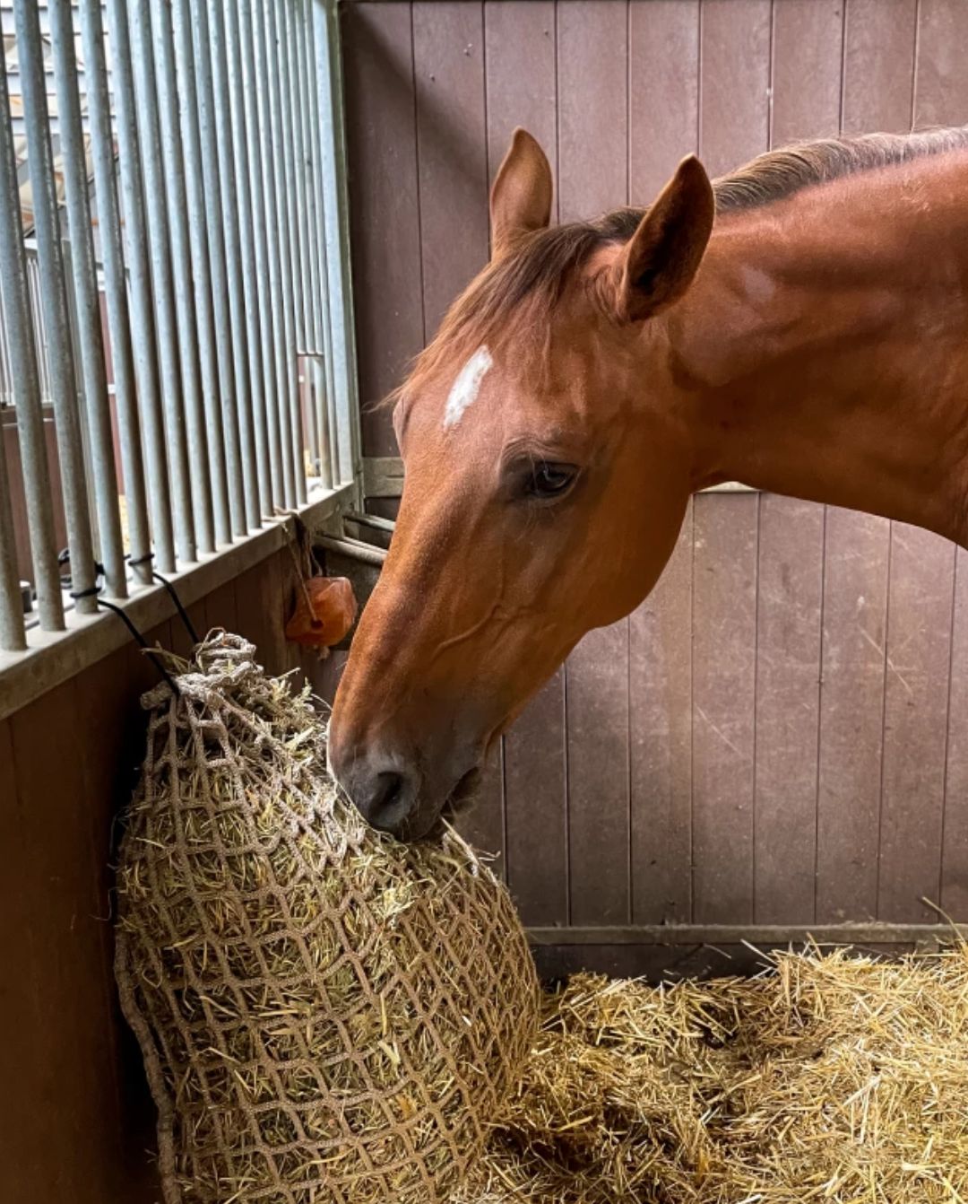 Heunetz Slowfeeder 2,5 Kg - 4,5 x 4,5 cm