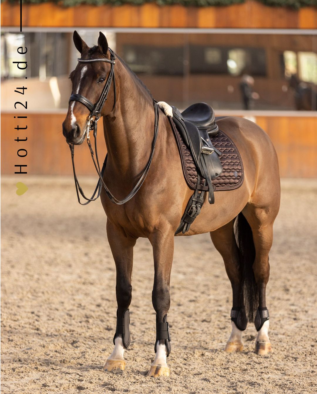 Bild analysieren hv-polo-gamaschen-streichkappen-set-hvpfranka-2802093452-8026-braun-kaufen-www.hotti24.de - mit Pferd