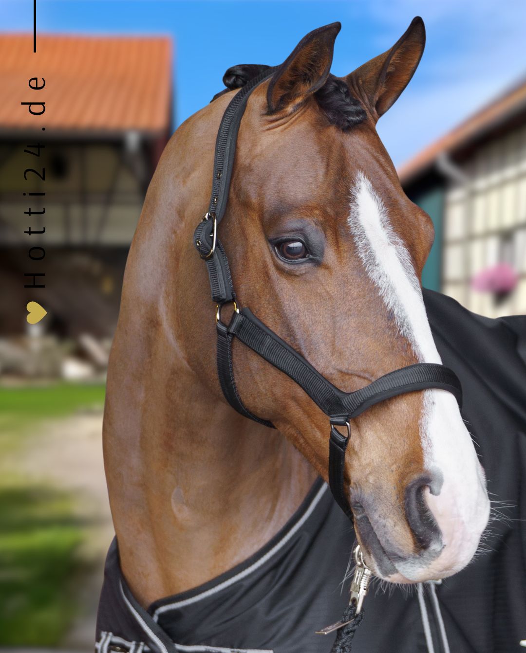 HV Polo »Headcollar HVPEssential Black