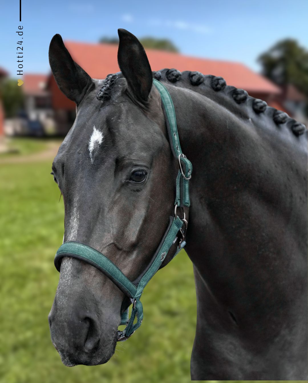 HV Polo »Headcollar HVPEssential Duck Green