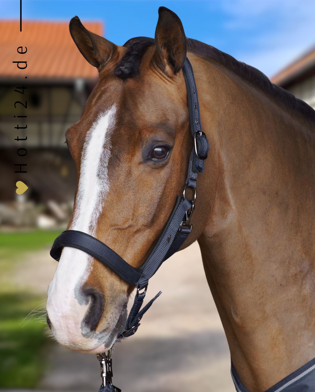 HV Polo »Headcollar HVPEssential Navy
