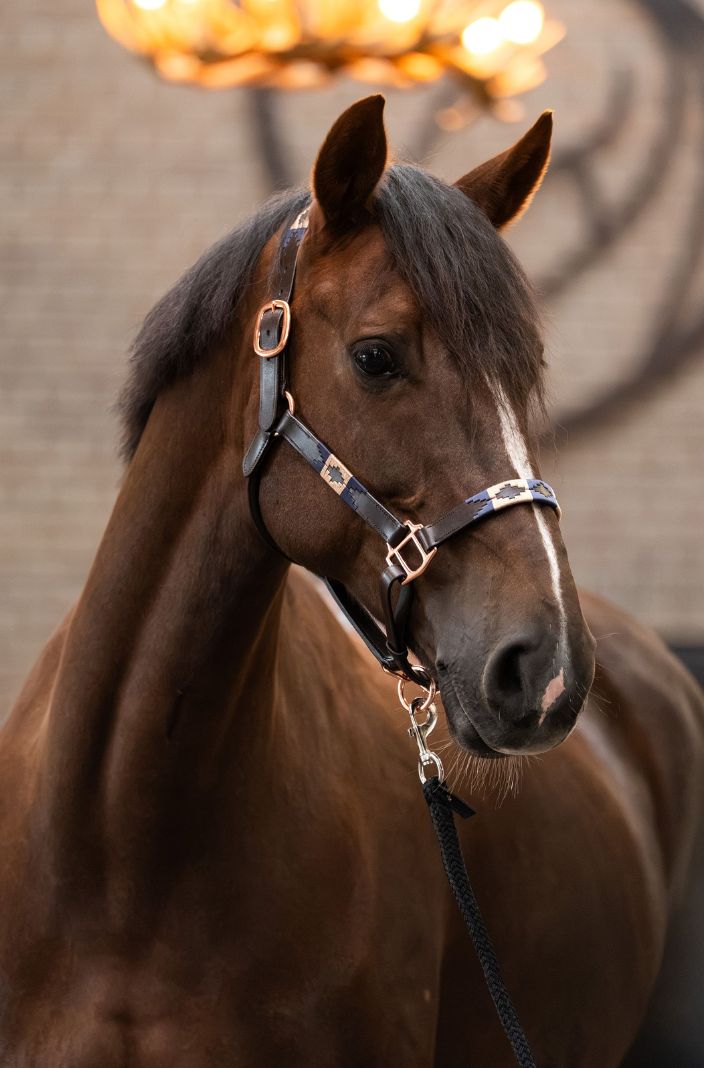 HV Polo Lederhalfter HVPChaya Schwarz/Gold
