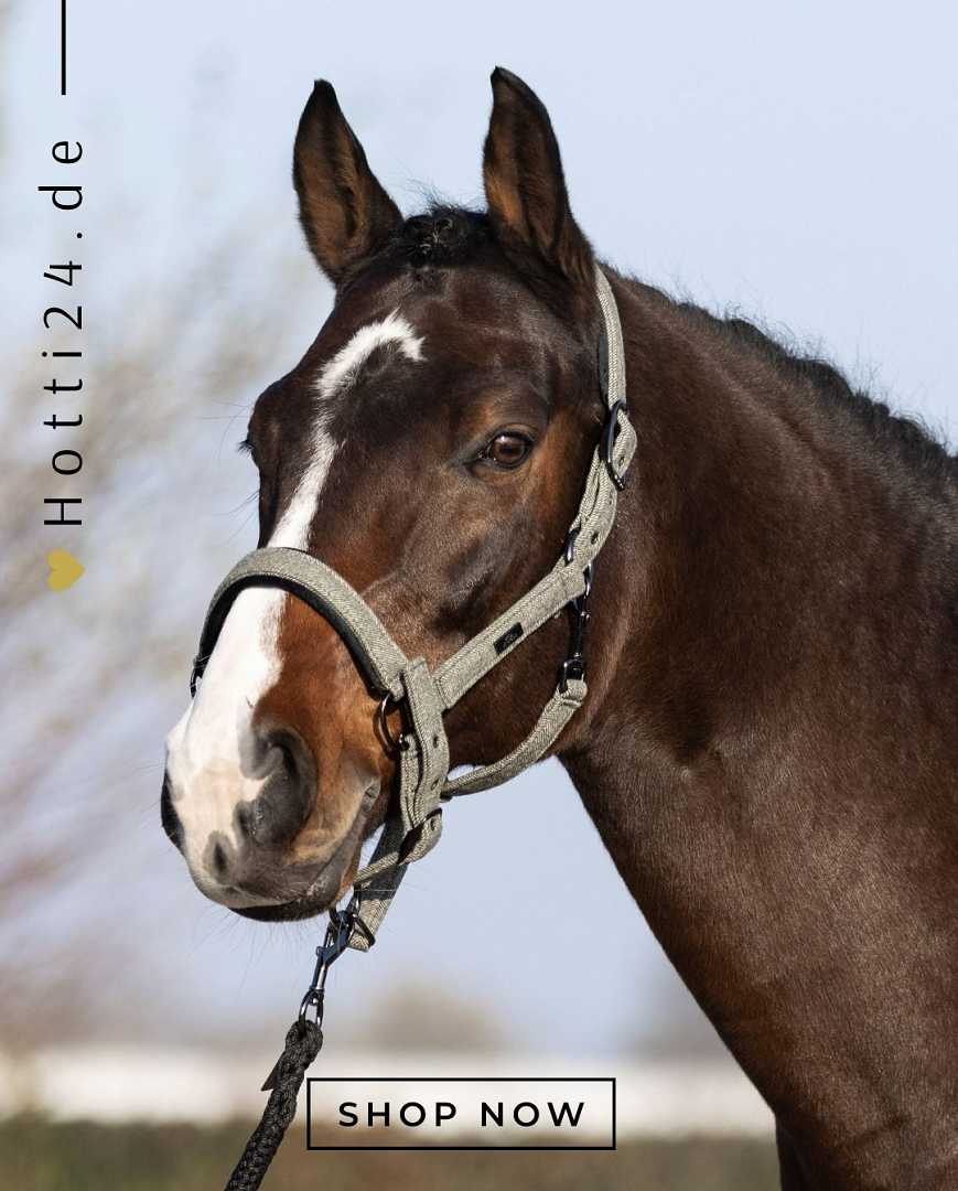 HV POLO »Halfter HVPFrancis