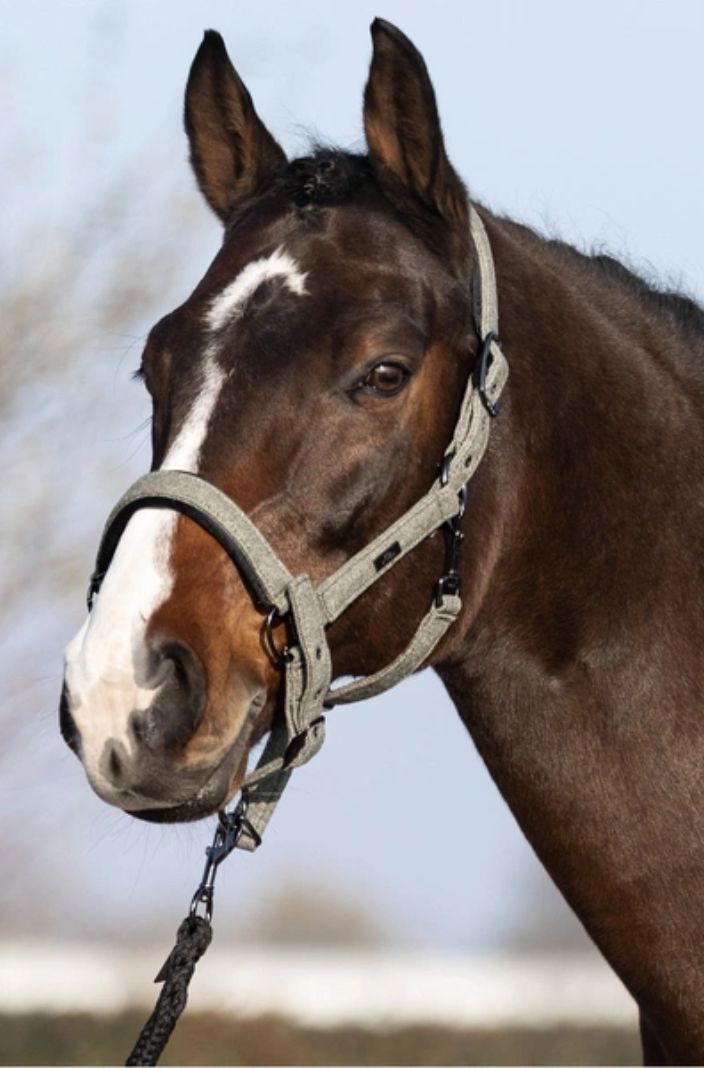 HV POLO »Headcollar HVPFrancis