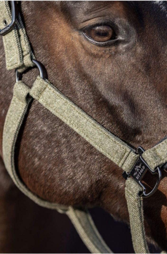 HV POLO »Headcollar HVPFrancis