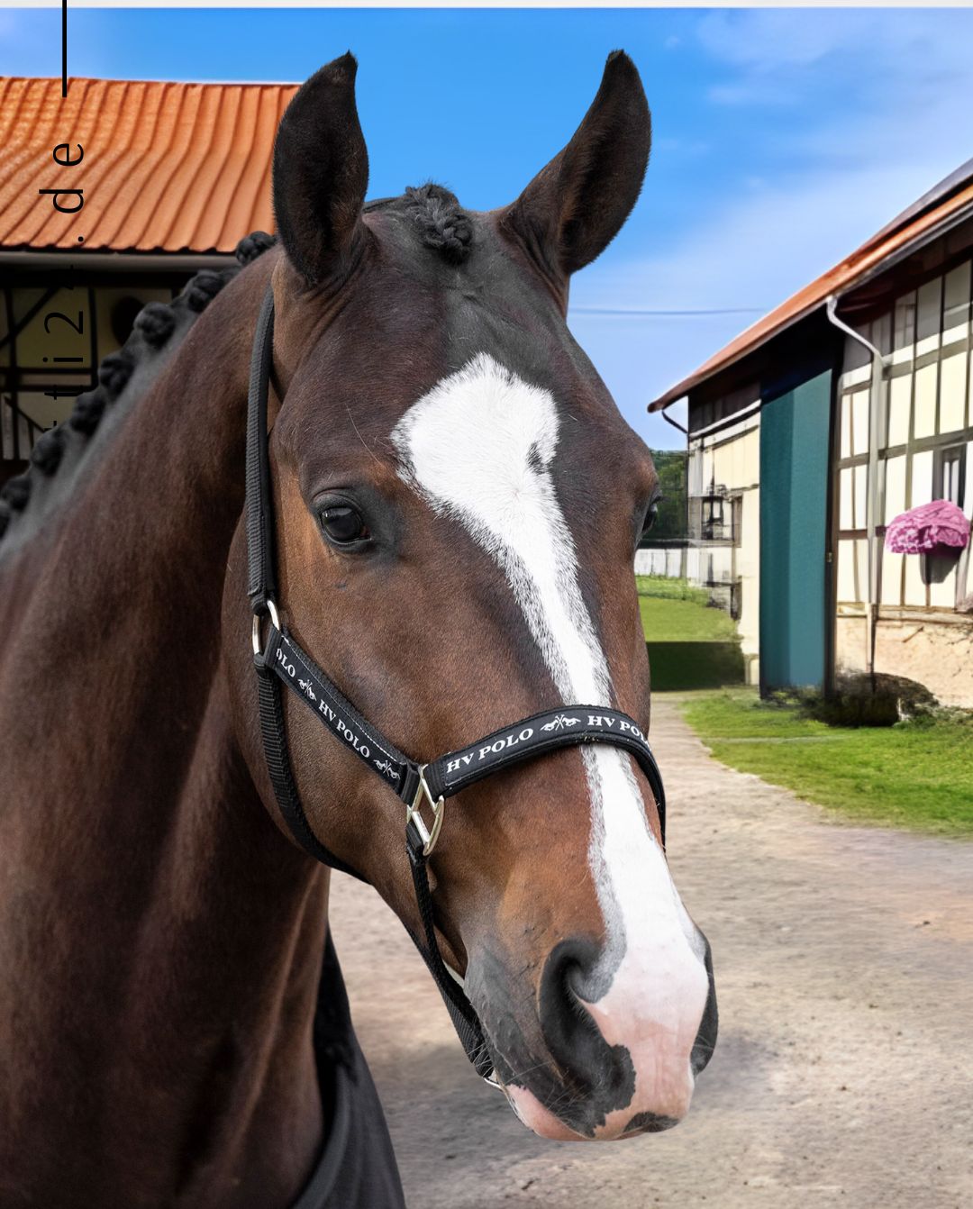 hv-polo-pferde-halfter-hvpnena-1601093600-9000-schwarz-kaufen-www.hotti24.de