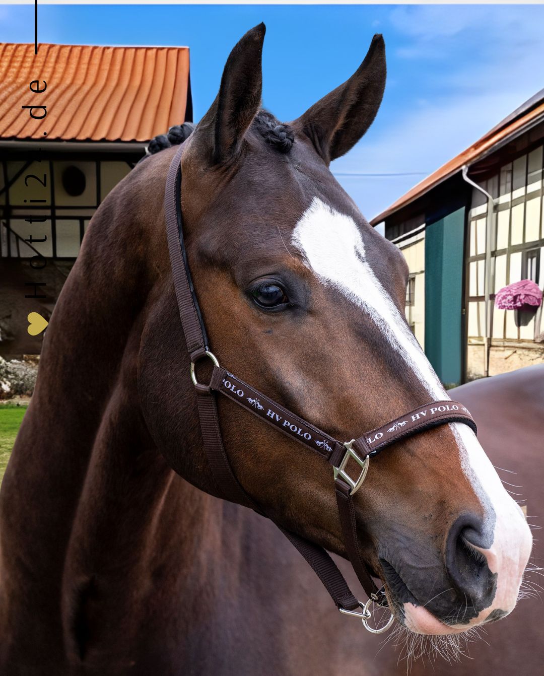 hv-polo-pferde-halfter-hvpnena-1601093600-5001-blau-kaufen-www.hotti24.de