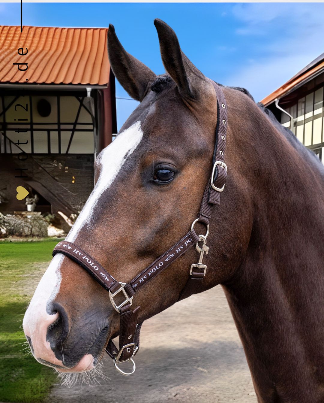 hv-polo-pferde-halfter-hvpnena-1601093600-5001-blau-kaufen-www.hotti24.de