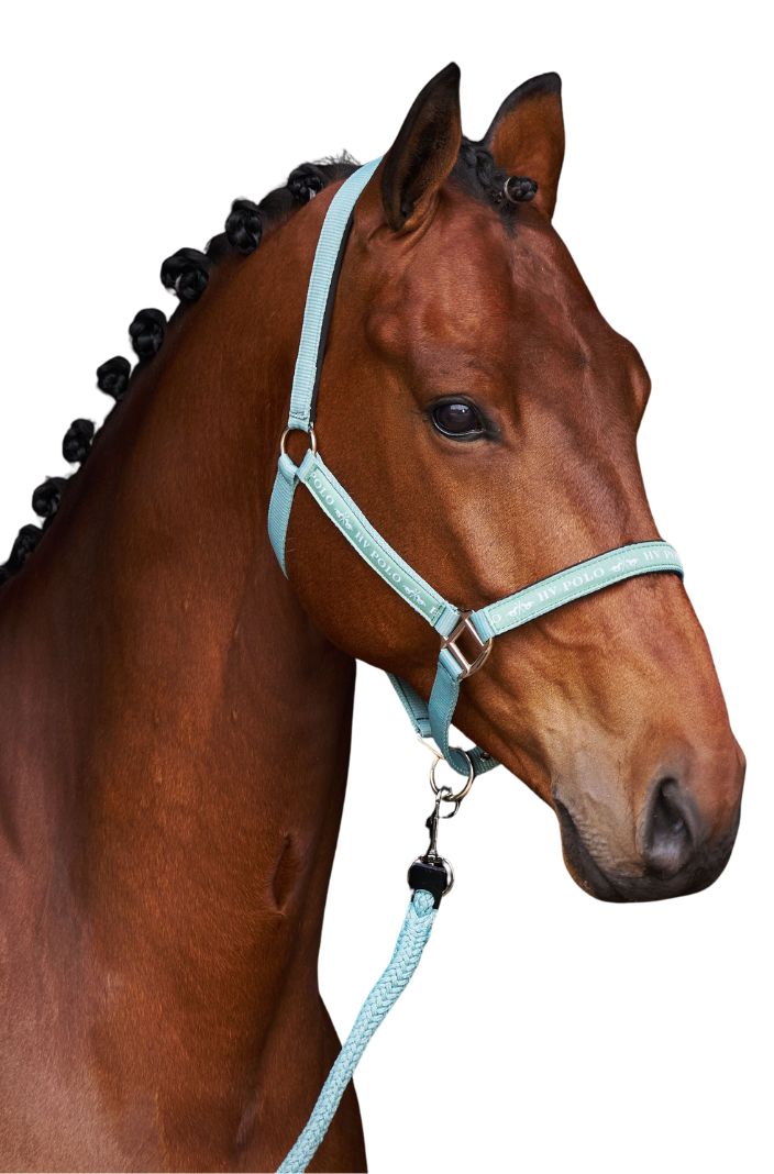 HV Polo Headcollar HVPNena Aqua Sky