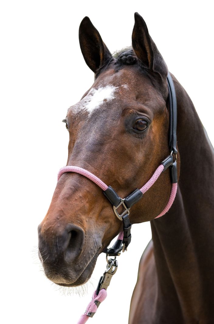 HV Polo Leder-Seilhalfter HVPFranka Pretty Pink