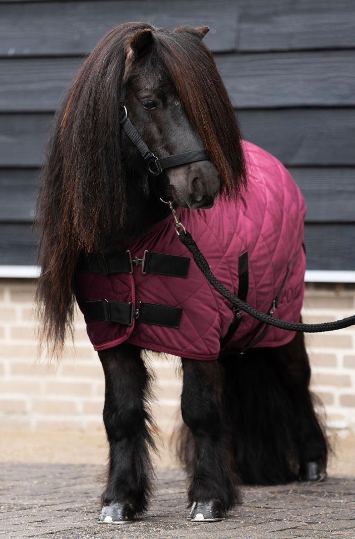 HV Polo Stalldecke HVPSacha Wine