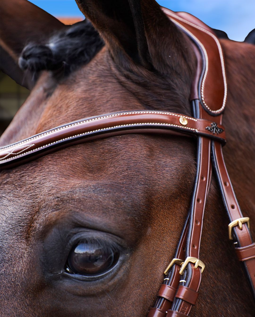 HV Polo »Bridle HVPLegacy Brown