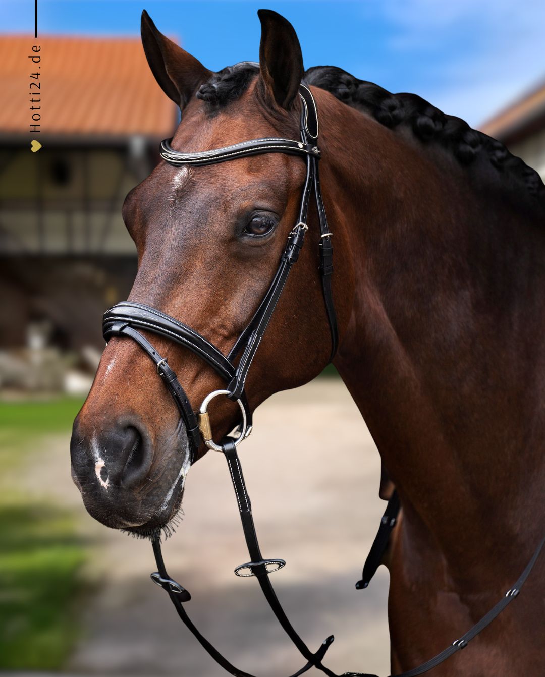 HV POLO »Bridle HVPLegacy Black