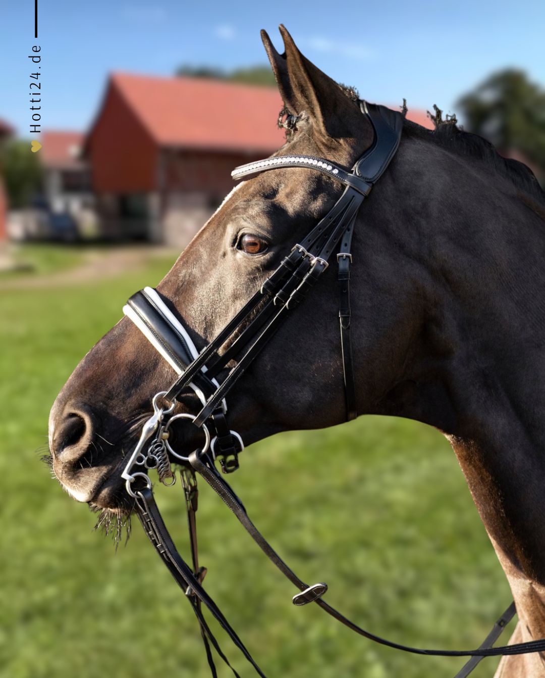 HV Polo »Bridle HVPLegacy Deluxe Black / White