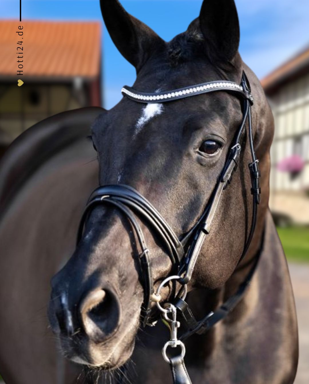 HV POLO »Trense Weymouth HVPLegacy Deluxe Black