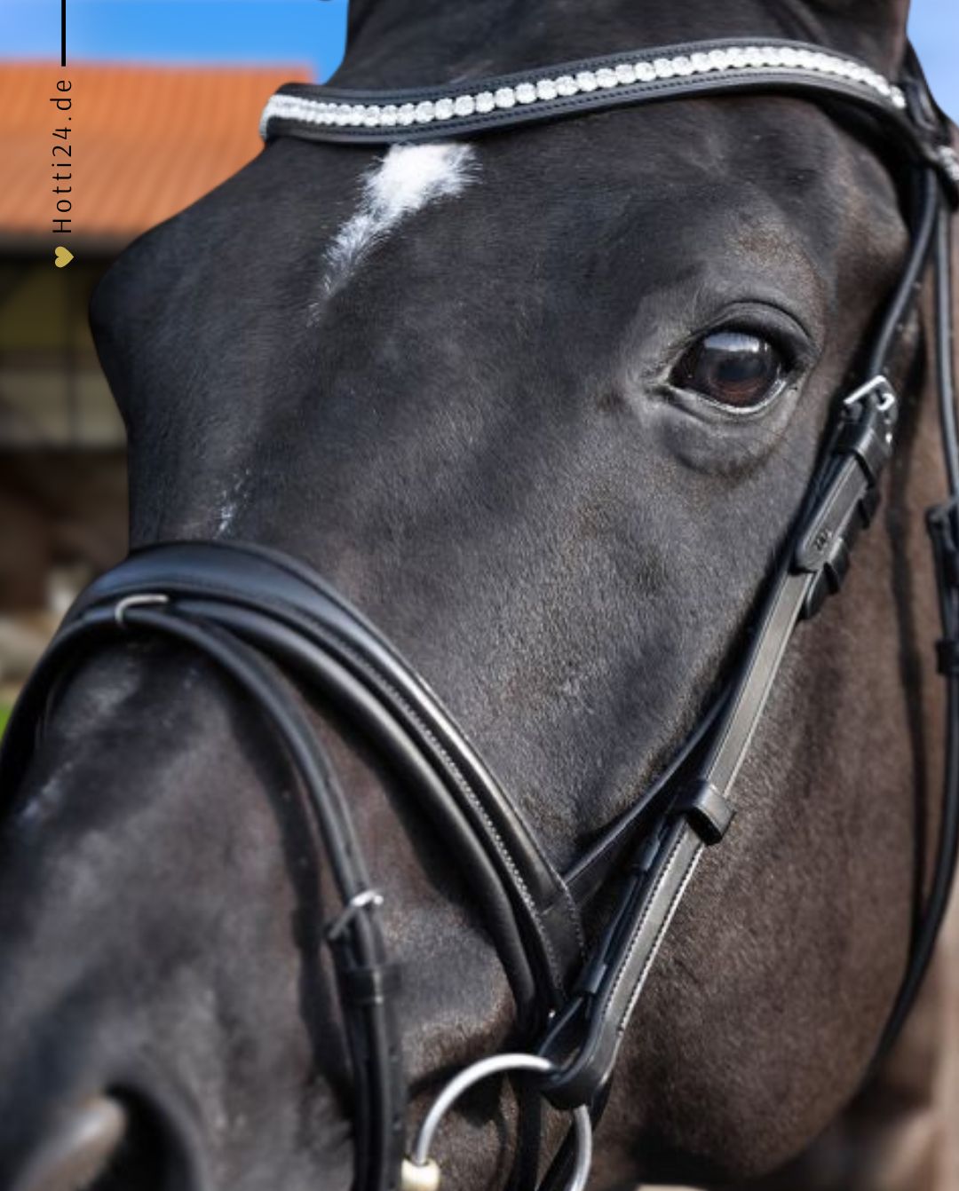 HV POLO »Trense Weymouth HVPLegacy Deluxe Black