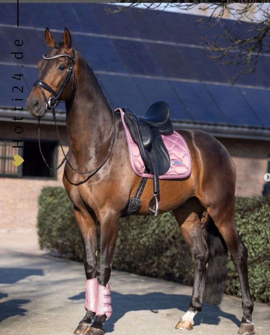 IMPERIAL RIDING »Dressage Boots IRHLovely Classy Pink