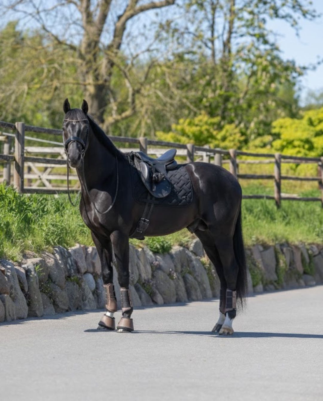 Kingsland »Dressurschabracke KLLexie Black