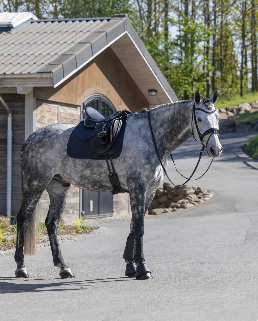 Kingsland »Dressurschabracke KLLexie Black