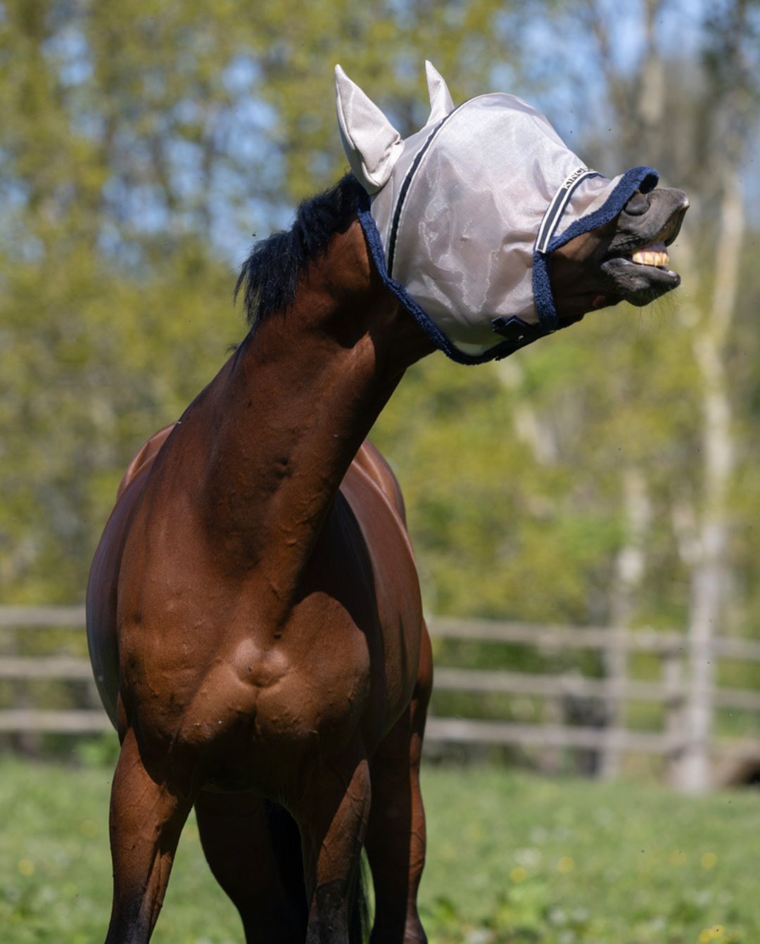 Kingsland »Fly mask KLLando Rainy Day