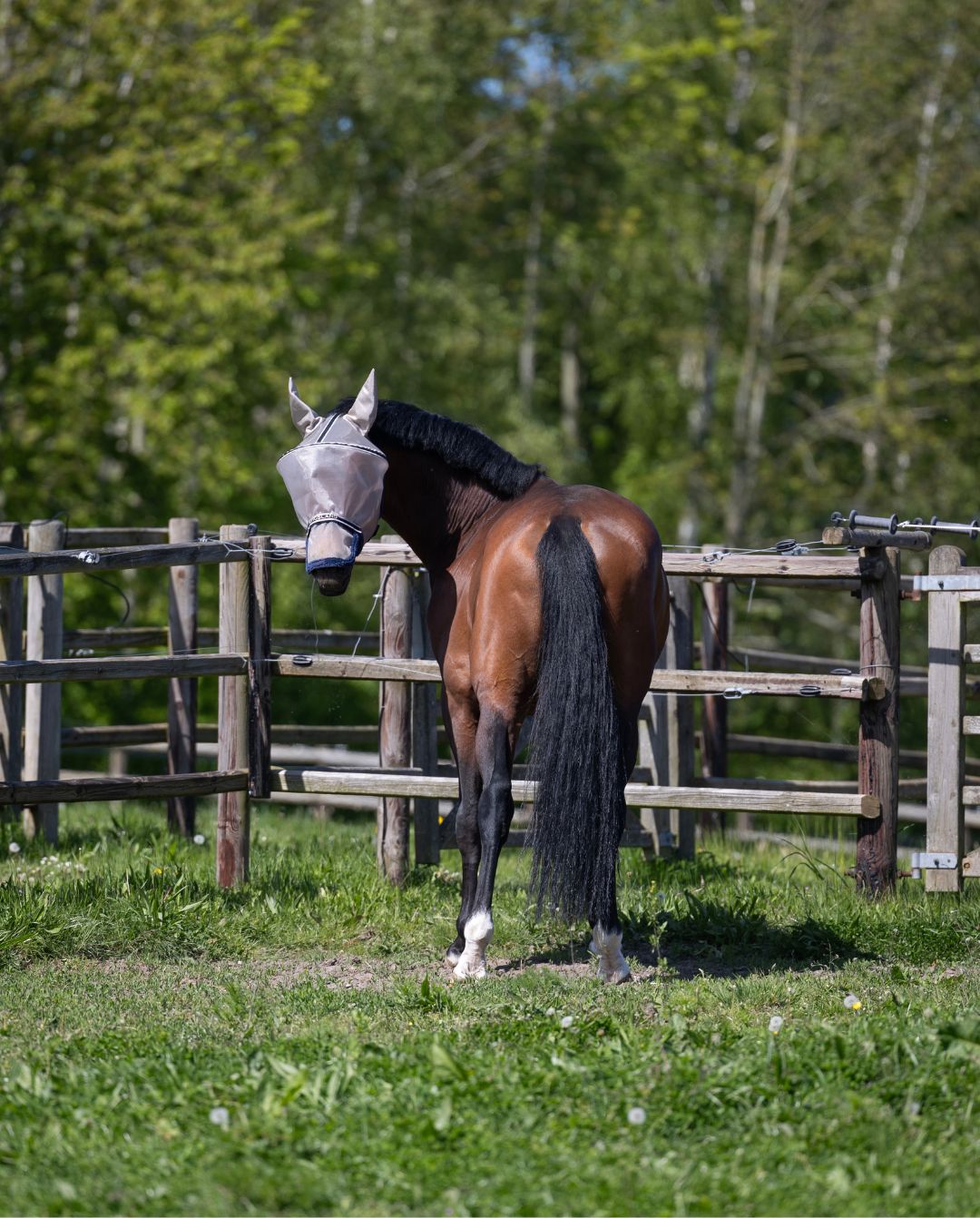 Kingsland »Fliegenmaske KLLando Rainy Day