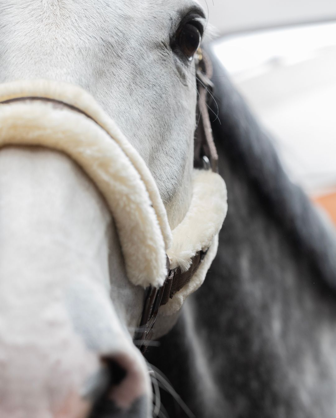 Kingsland »Halfter & Strick Set mit Fell KLLexie Brown Iron