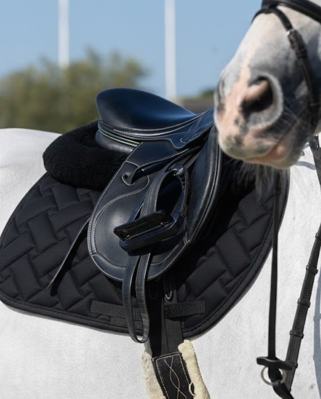 Kingsland »Springschabracke KLLexie Black