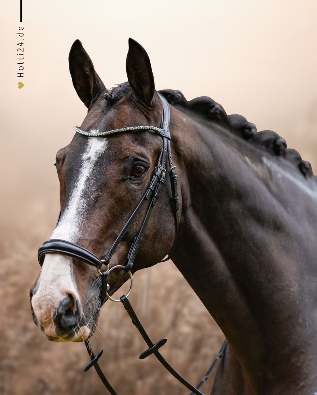 Passier »Trense Confidence Black Clear Crystals