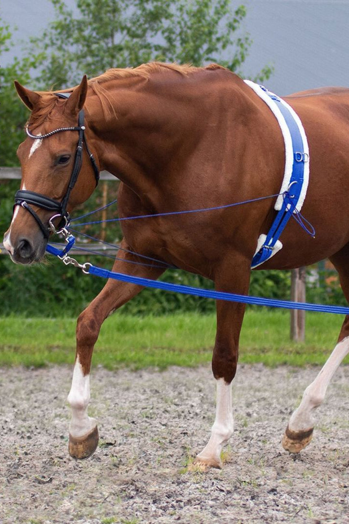 QHP Longiergurt Kobaltblau -