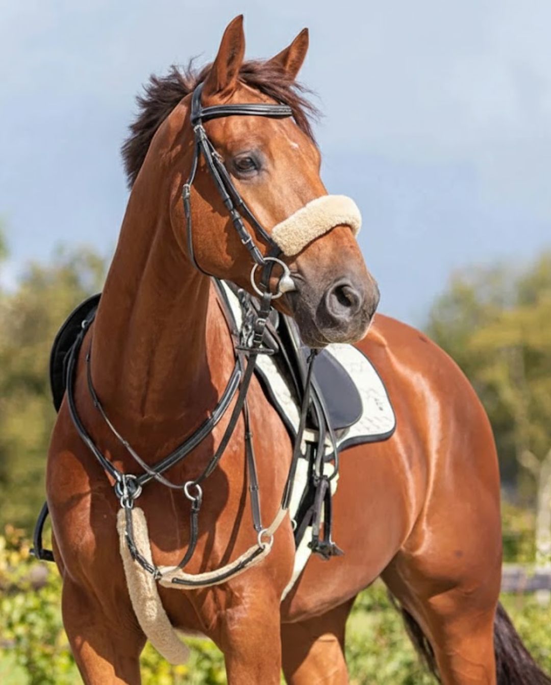 QHP »Vorderzeugschoner Martingal Pelz Creme