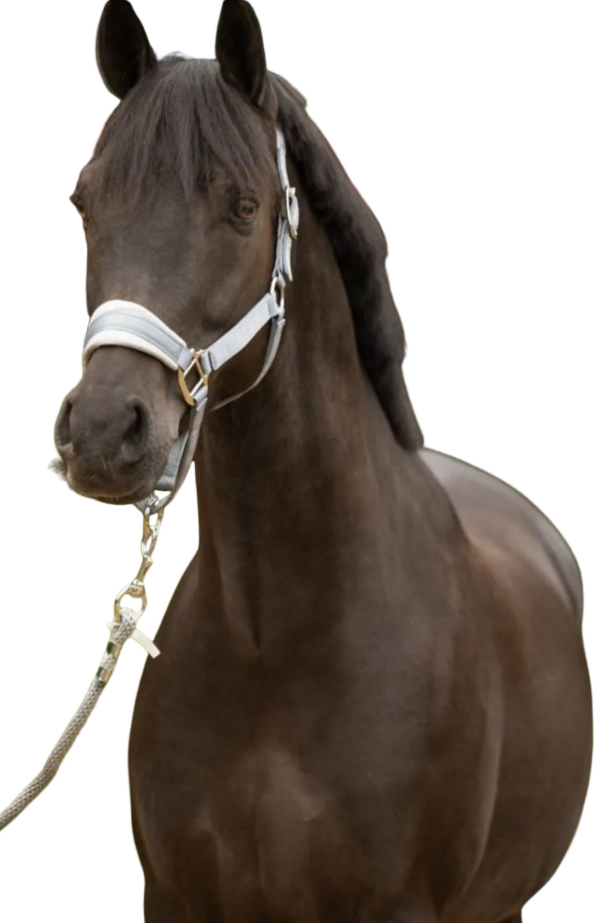 schwarze-equestrian-halfter-set-grey-kaufen-www.hotti24.de