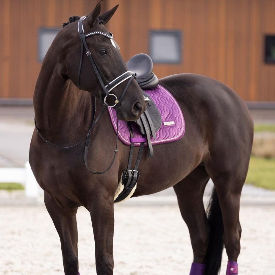 imperial-riding-dressurschabracke-irhsky-black-berry-ZT78322001-4060-www-hotti24-de-4
