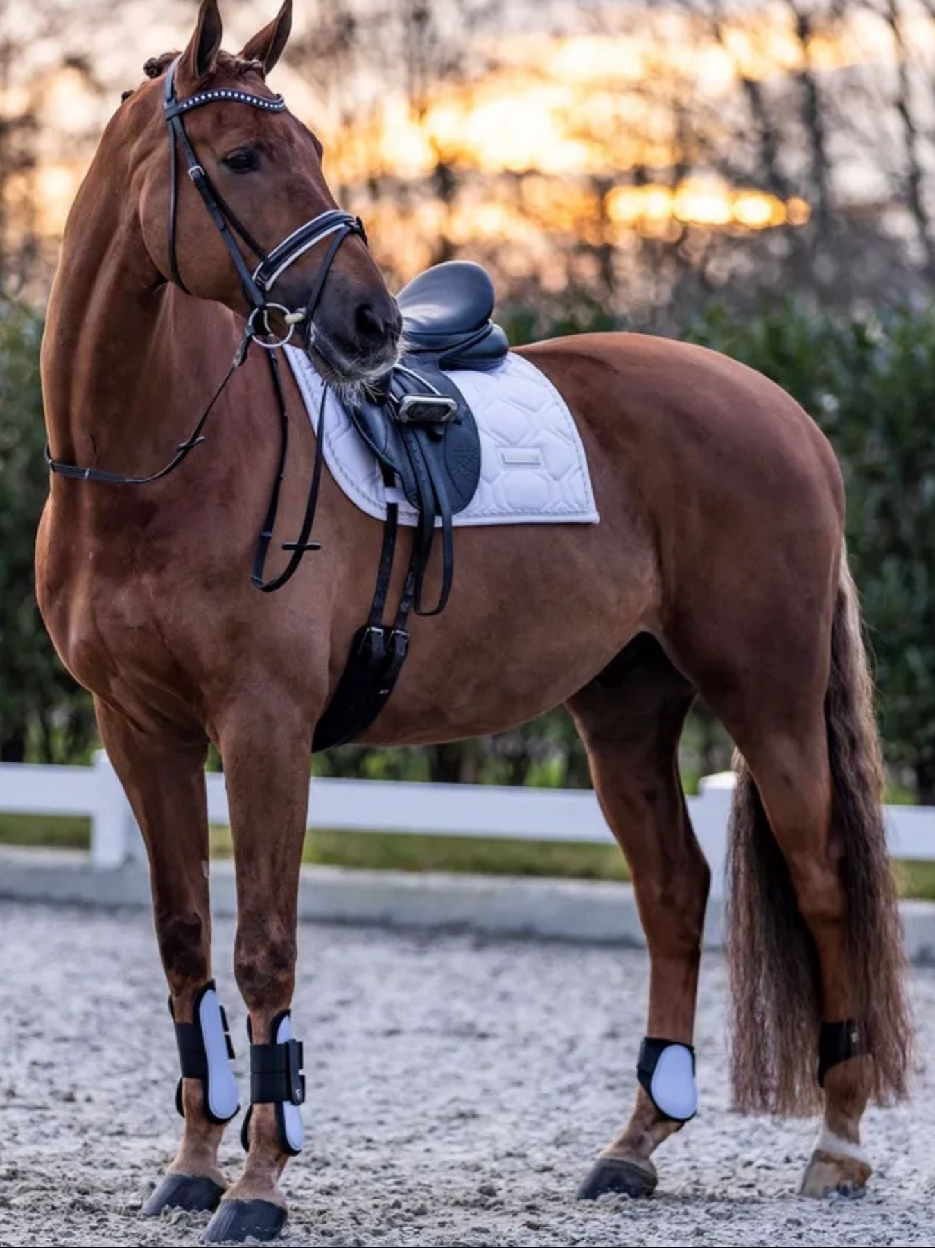 imperial riding gamaschen lovely weiss be10322001-0000