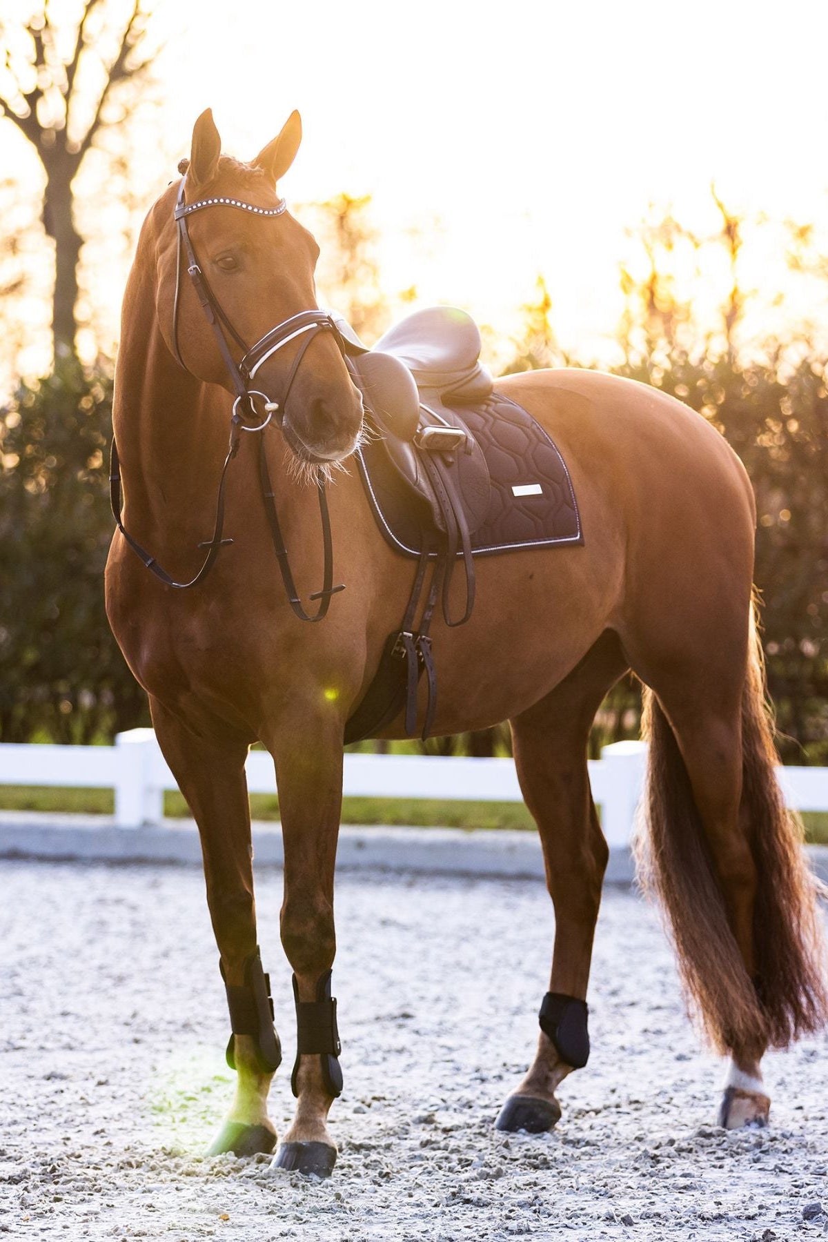 imperial-riding-vielseitigkeitsschabracke-irhlovely-pearl-ZT73322000-5001