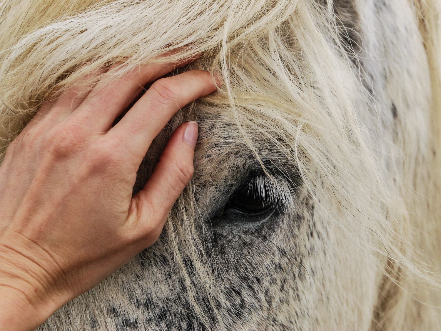 Sommerekzem – So hilfst du deinem Pferd