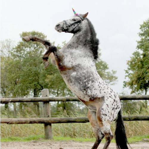 QHP »Pferde Einhorn Rainbow, verwandle dein Pferd oder Pony in ein Einhorn! Befestige dieses Horn einfach mit einem Klettverschluss am Stirnband der Trense oder des Halfters Artikelnummer 8265 erhältlich bei www.Hotti24.de