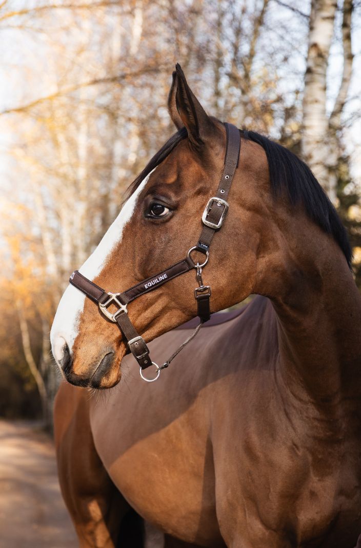Equiline Halfter & Strick Set Eqtras Braun