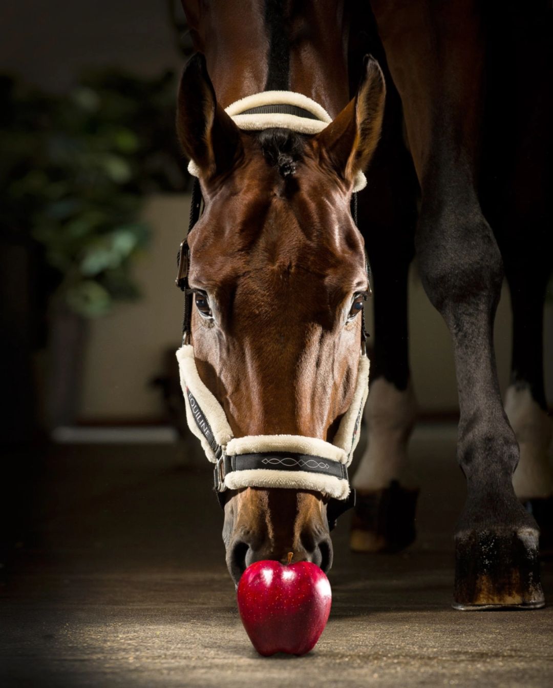 Equiline »Halfter Tom mit Fell Black