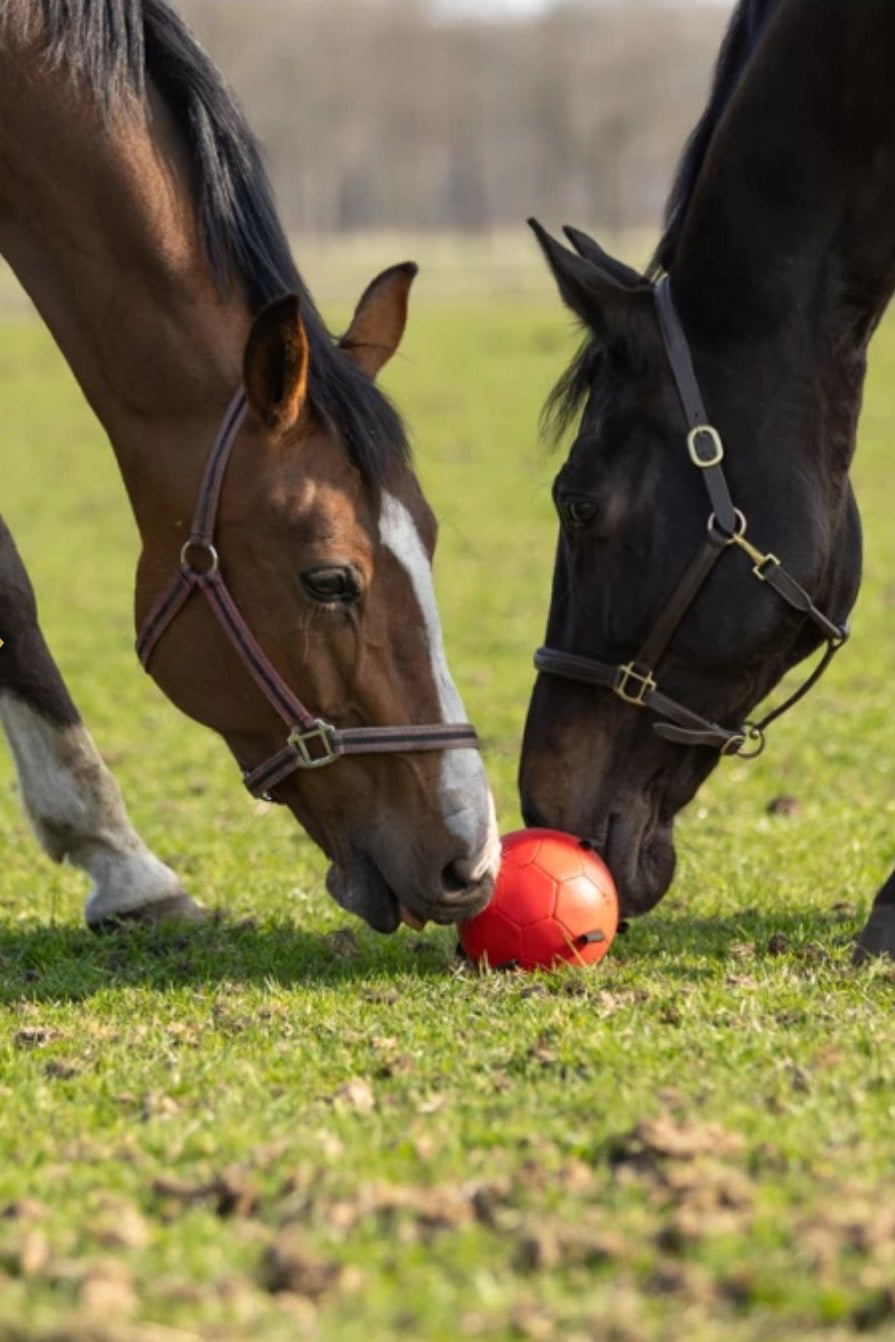 excellent-horse-fun-play-ball-kaufen-hotti24