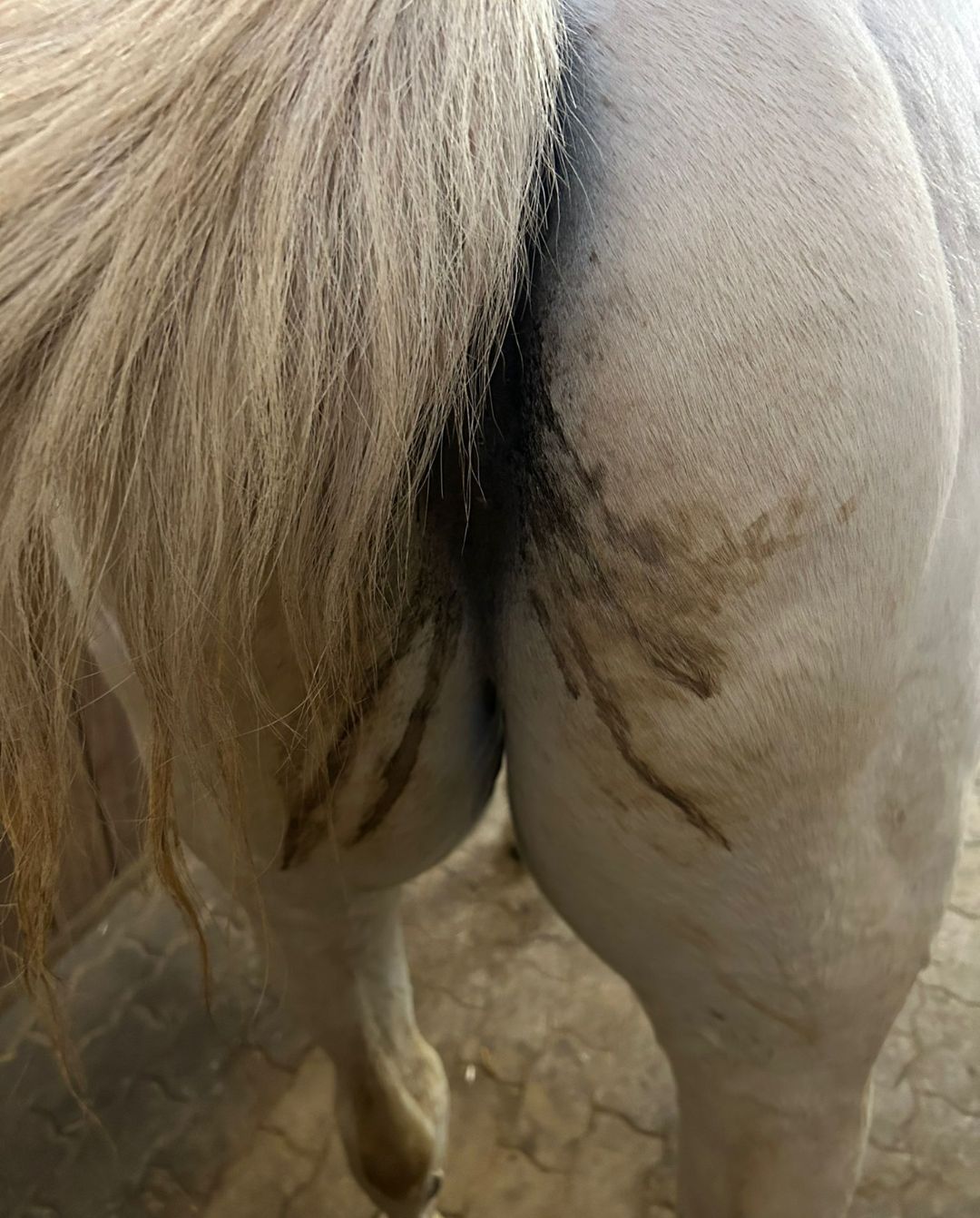 gegen-kotwasser-qe-mikrobiom-prebiotic-schweiger-mittermeier