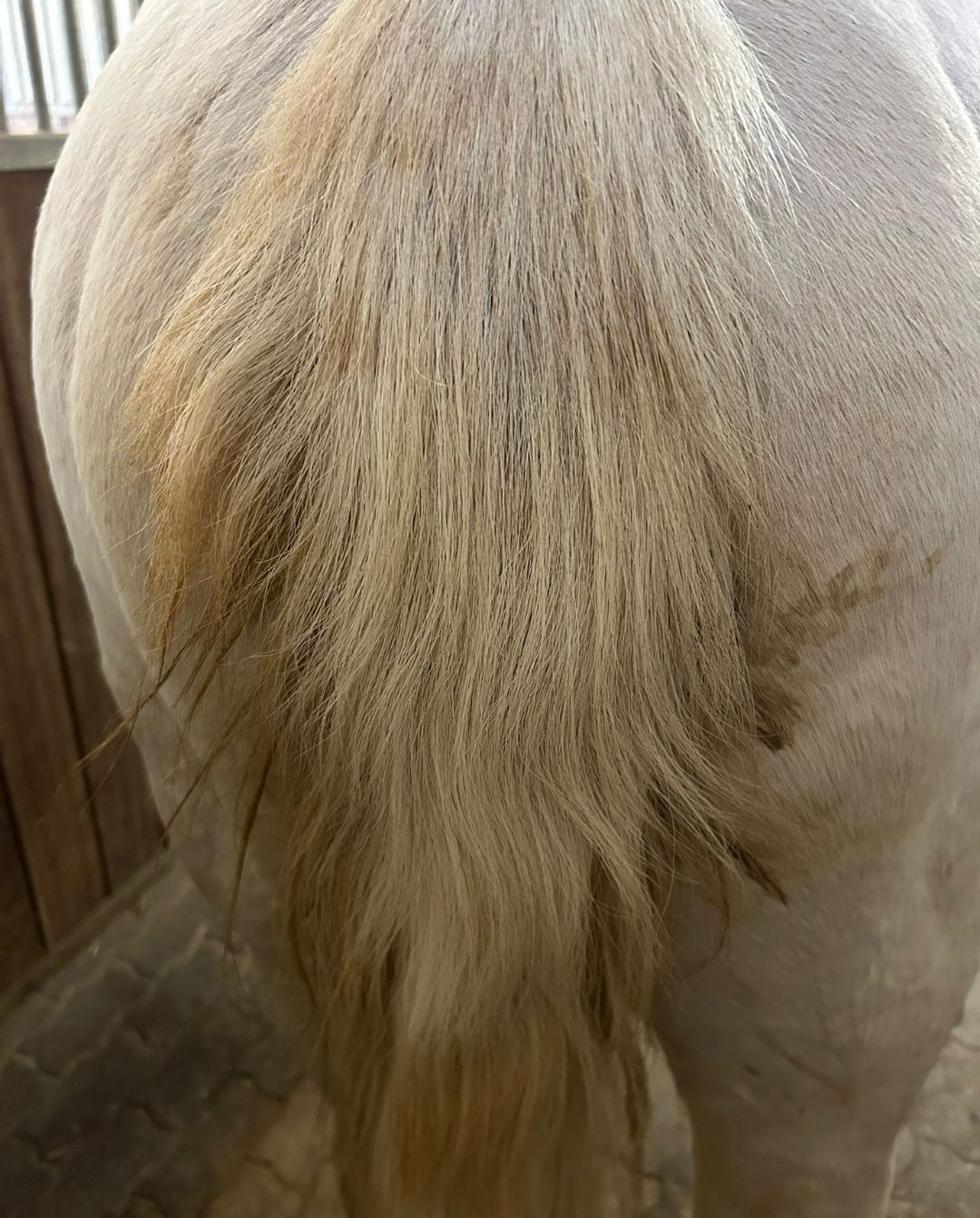 gegen-kotwasser-qe-mikrobiom-prebiotic-schweiger-mittermeier