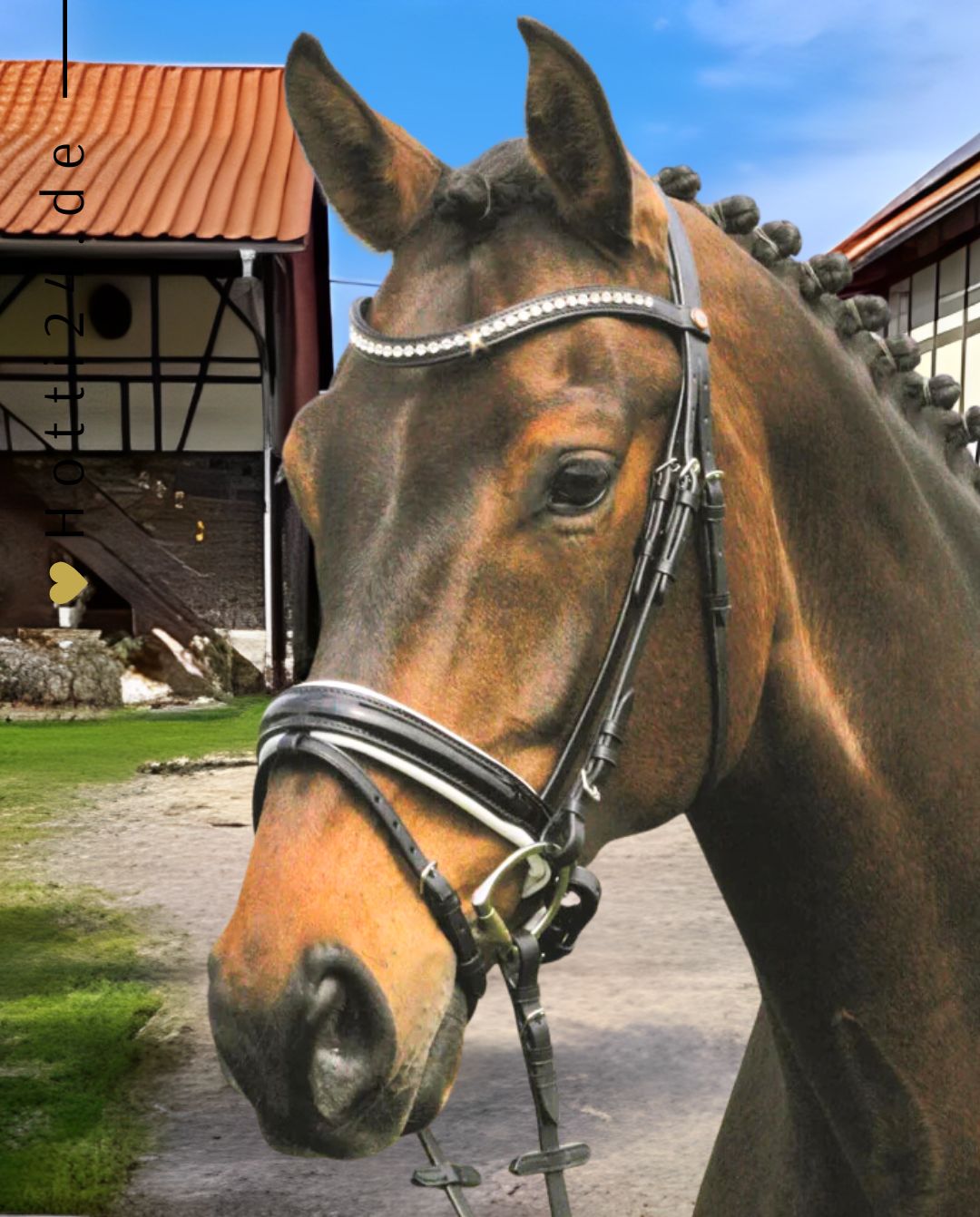 HANS MELZER »Trense Hagen inkl. Zügel Black
