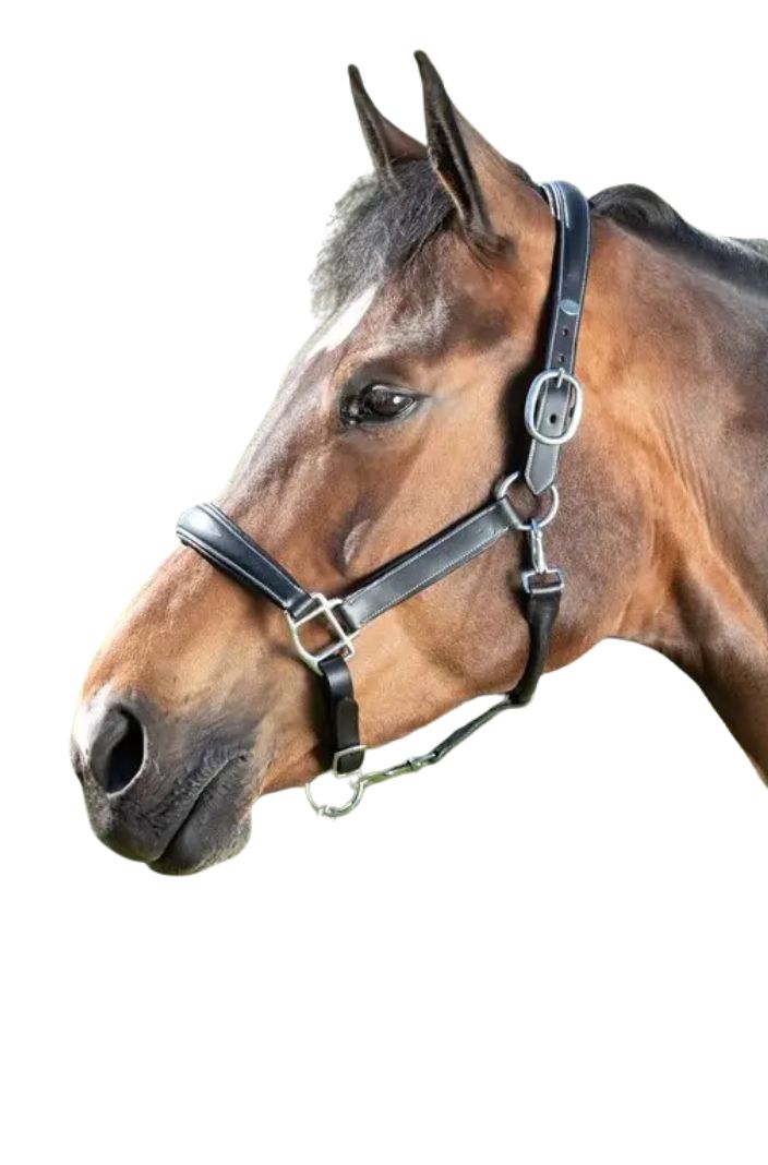 hfi-pferde-halfter-leder-grooming-schwarz