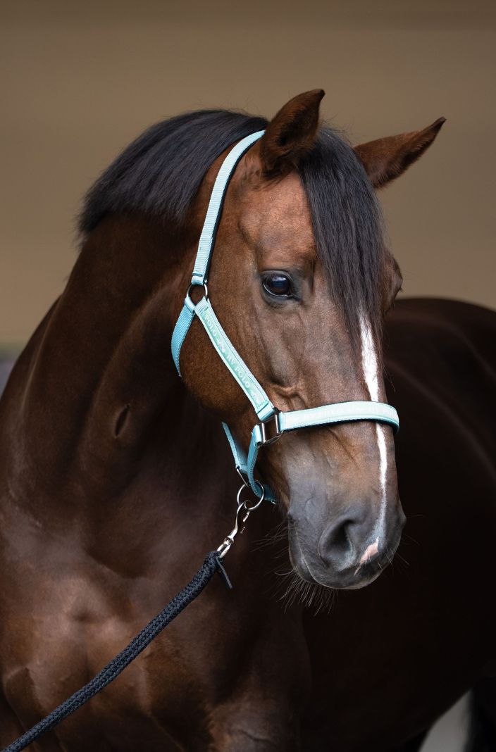 HV Polo Halfter HVPNena Mineral